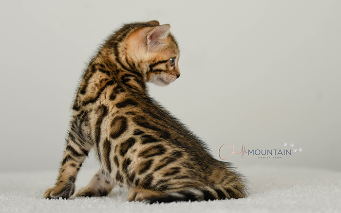 Bengal kitten for sale